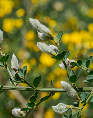 Close-up of the hairy seed pods of Calicotome villosa in Mediterranean shrubland in Los Alcornocales Natural Park, Cadiz, Spain © ihervas