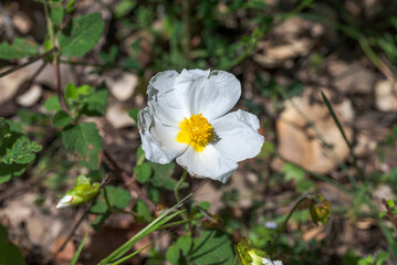 Close-up of Cistus salviifolius, sage-leaved rockrose, with delicate white flowers and yellow centers,  in Los Alcornocales Natural Park, Cadiz, southern Spain © ihervas