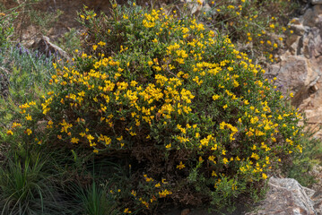 Close-up of Genista tridentata with bright yellow flowers growing in Mediterranean scrubland, surrounded by dense green foliage in Los Alcornocales Natural Park, Cadiz, southern Spain © ihervas