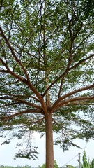 Fototapeta premium A low angle view captures the intricate branching structure of a large tree against a.