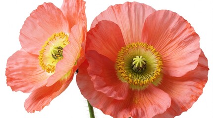 Fototapeta premium Two coral pink poppy flowers bloom with detailed petals, yellow stamens. Macro view of delicate spring blossoms isolated on white background. Beautiful floral botanical element for garden design