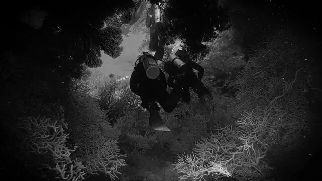scuba divers