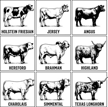 Set of different cow breeds in black and white illustration