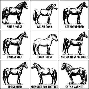 Set of horse breed illustrations showing different types