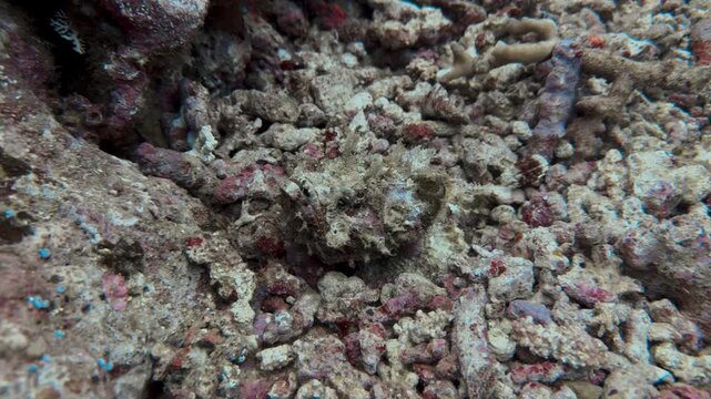 stone fish