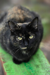 Portrait of cute street cats © olena
