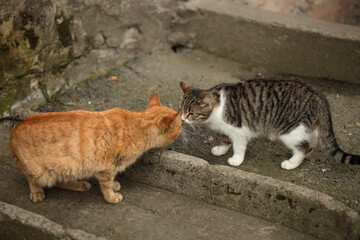 Portrait of cute street cats © olena