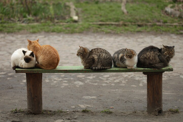 Portrait of cute street cats © olena