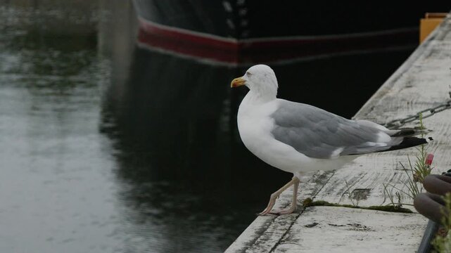 European herring gull standing on a concrete marina pier beside calm harbor water, looking around in slow motion. Natural wildlife behavior of a coastal seabird near boats and waterfront in Tallinn