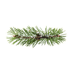Snow covered pine branch isolated on black © Phan