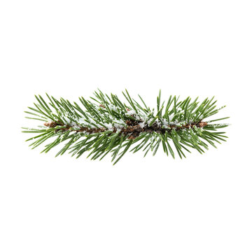 Snow covered pine branch isolated on black