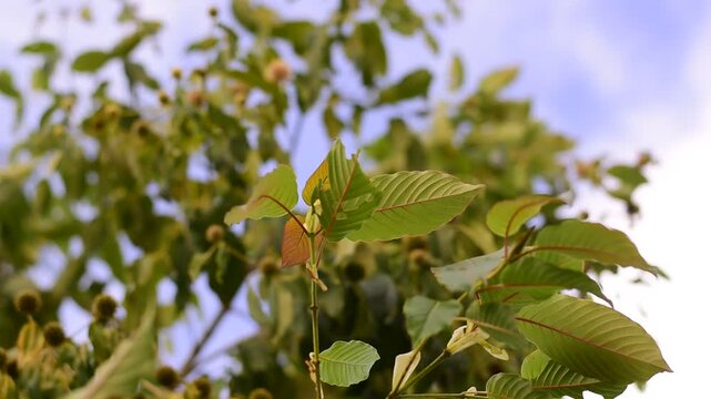 Kratom is scientifically known as Mitragyna speciosa (Korth.) Havil. kratom a drug from plant to a category in thailand. Nature green leaf background