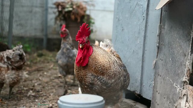 Large speckled rooster standing in a backyard chicken enclosure with hens in the background. The rooster has a prominent red comb and detailed feathers. Rural farm life, poultry and agriculture
