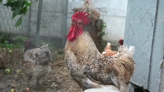 Large speckled rooster standing in a backyard chicken enclosure with hens in the background. The rooster has a prominent red comb and detailed feathers. Rural farm life, poultry and agriculture