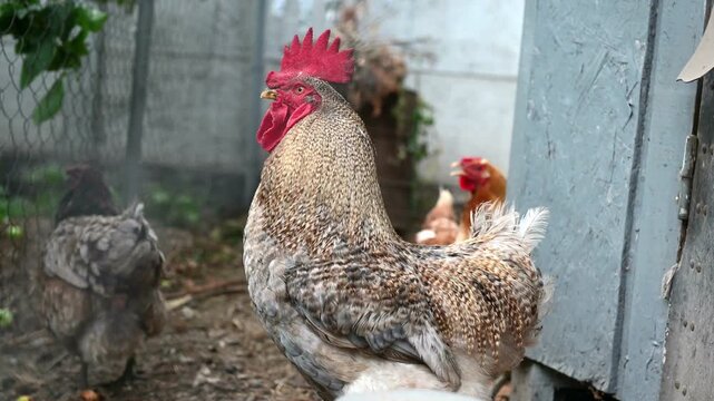 Large speckled rooster standing in a backyard chicken enclosure with hens in the background. The rooster has a prominent red comb and detailed feathers. Rural farm life, poultry and agriculture