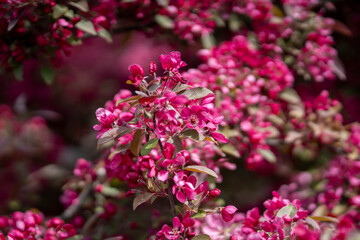 Fototapeta premium Malus spp., flowering crabapple, with deep-pink blossoms and buds arranged along a leafy branch, surrounded by softly blurred spring flowers. For a brief moment each spring, the branches of Malus.