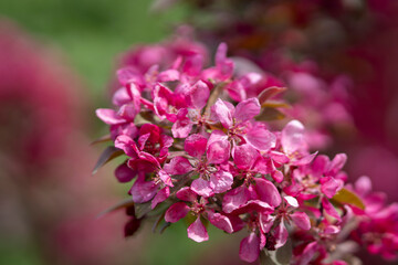 Fototapeta premium Malus spp., flowering crabapple, with deep-pink blossoms and buds arranged along a leafy branch, surrounded by softly blurred spring flowers. For a brief moment each spring, the branches of Malus.