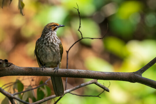 Critically endangered Straw-headed Bulbul perched on a tree branch in Singapore.