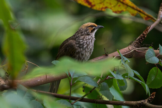 Critically endangered Straw-headed Bulbul perched on a tree branch in Singapore.