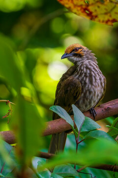 Critically endangered Straw-headed Bulbul perched on a tree branch in Singapore.