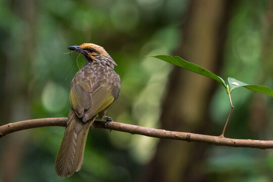 Critically endangered Straw-headed Bulbul perched on a tree branch in Singapore.