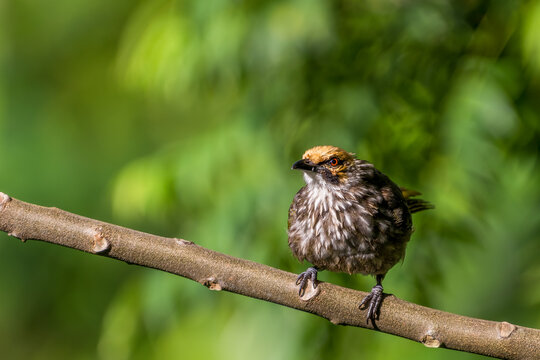 Critically endangered Straw-headed Bulbul perched on a tree branch in Singapore.