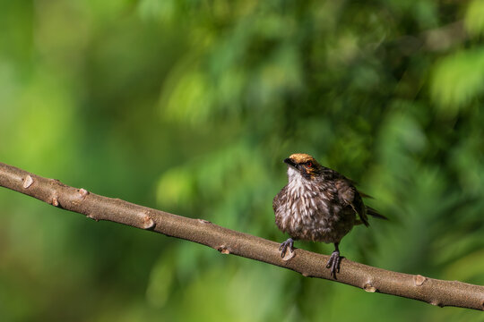 Critically endangered Straw-headed Bulbul perched on a tree branch in Singapore.