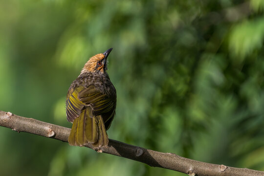 Critically endangered Straw-headed Bulbul perched on a tree branch in Singapore.