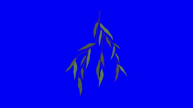 Three identical willow tree branches hanging downward against a solid vibrant blue background with downward repeating pattern branches green leaves video displays three illustration environment