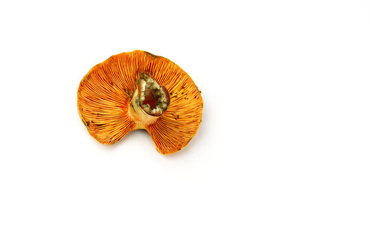 Saffron milk cap mushroom underside with radial gills isolated on white
