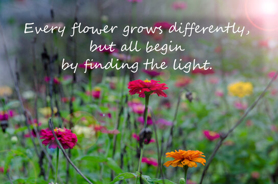 Colorful wildflower field image representing nature, beauty, harmony, and peaceful moments of reflection.