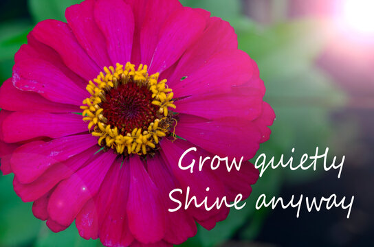 Grow quietly, bloom beautifully, inspirational floral image featuring a vibrant flower symbolizing growth, patience, and natural beauty.