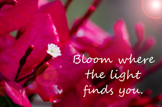 Bloom where the light shines, floral image representing positivity, hope, and personal growth through brightness and encouragement.