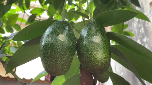 Close-up of ripe avocado fruits (Persea americana) growing on a tree in Vietnam, surrounded by lush green leaves and natural foliage in a tropical garden.