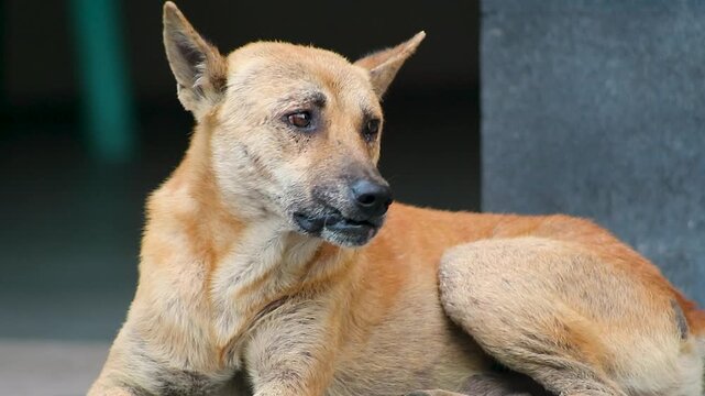 Close up video of a light brown Balinese street dog lying down and resting. The dog looks around calmly with alert ears. Blurred background