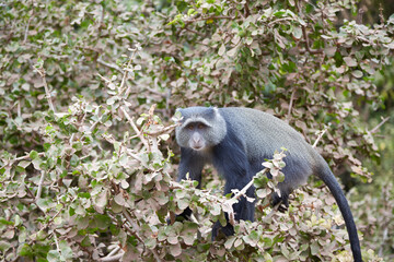 Blue monkey standing on tree branches looking at camera in Ngorongoro Conservation Area, Tanzania © Laura