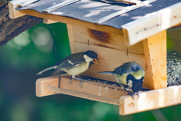 Great tits (Parus major) at a wooden bird feeder © 2xwilfinger