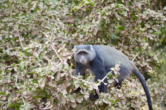 Blue monkey standing on tree branches looking at camera in Ngorongoro Conservation Area, Tanzania