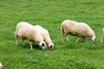 Obraz premium Jezersko–Solčava sheep (Ovis aries) grazing on a green field