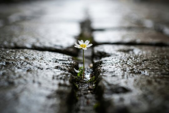 A lone white flower grows through a crack in wet cobblestone pavement. This image represents hope, resilience, and growth in harsh urban conditions.