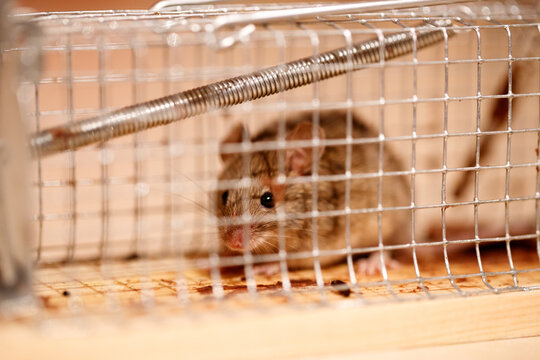 Close-up of a Mus musculus mouse inside a metal cage trap