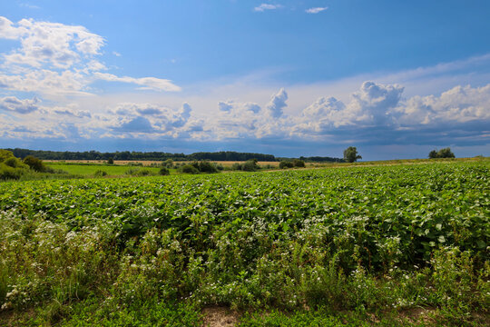 A vibrant summer rural landscape featuring a vast field of lush young crops under a wide blue sky filled with puffy white clouds. A dense forest line marks the horizon in the distance.