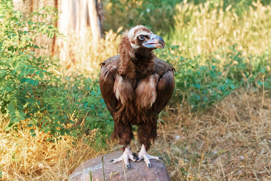 Black vulture in its natural habitat. Caucasus Mountains, Dagestan.
