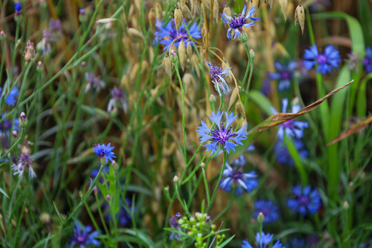 Vibrant blue cornflowers bloom gracefully among golden cereal stalks in a sunny wild field. Gentle wildflowers create a picturesque natural landscape on a bright summer day.
