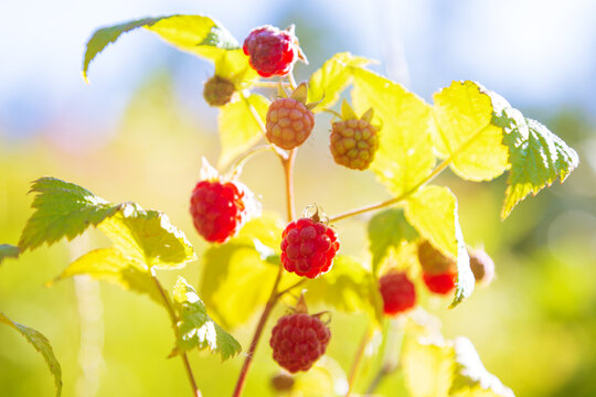 Fresh juicy ripe raspberries on a branch.