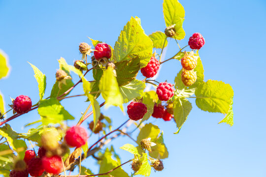 Fresh juicy ripe raspberries on a branch.