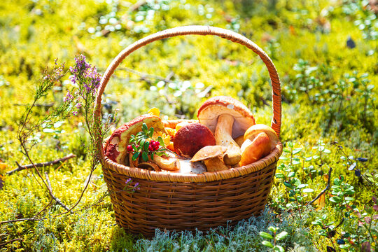 Wicker basket full of edible mushrooms in sunny forest. Mushroom picking.