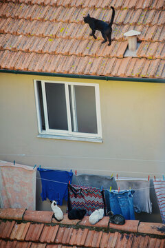 A black cat walks along a terracotta rooftop ridge above a group of four cats resting on a lower ledge, beneath colorful laundry hanging to dry from lines strung across a house facade.