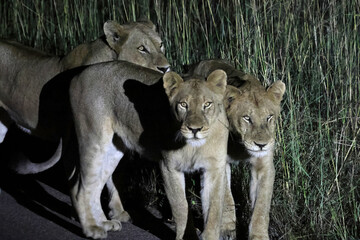 Fototapeta premium The lion (Panthera leo melanochaita) is a large cat of the genus Panthera, currently ranging only in Sub-Saharan Africa and India.This photo was taken in Kruger National Park, South Africa.