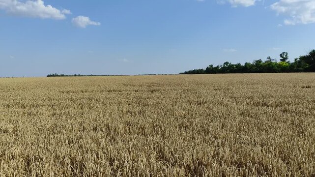 Panning video of a vast golden wheat field under blue sky, moving right to left